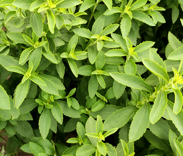 甜叶菊种植的育苗期