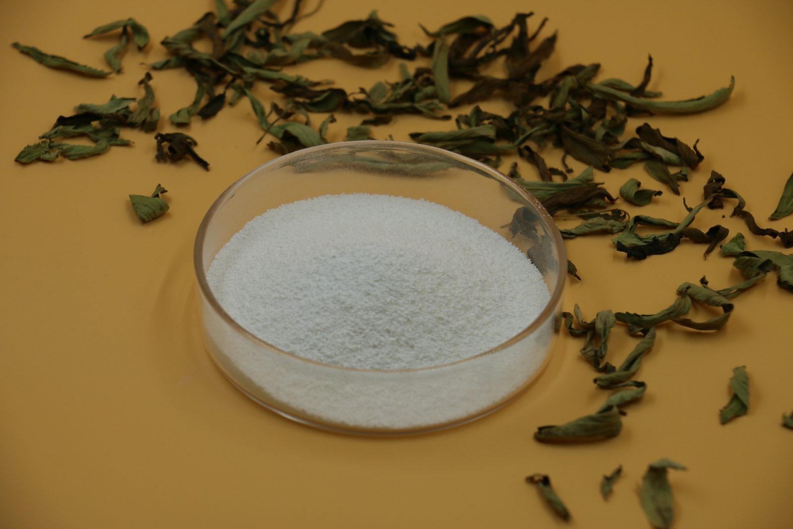 甜菊糖苷白色粉末样品特写：培养皿中盛放提取纯化后的甜菊糖苷粉末，周围散放甜叶菊干叶。产品外观为白色至微黄色粉末，纯度须以 COA 总苷含量判定。